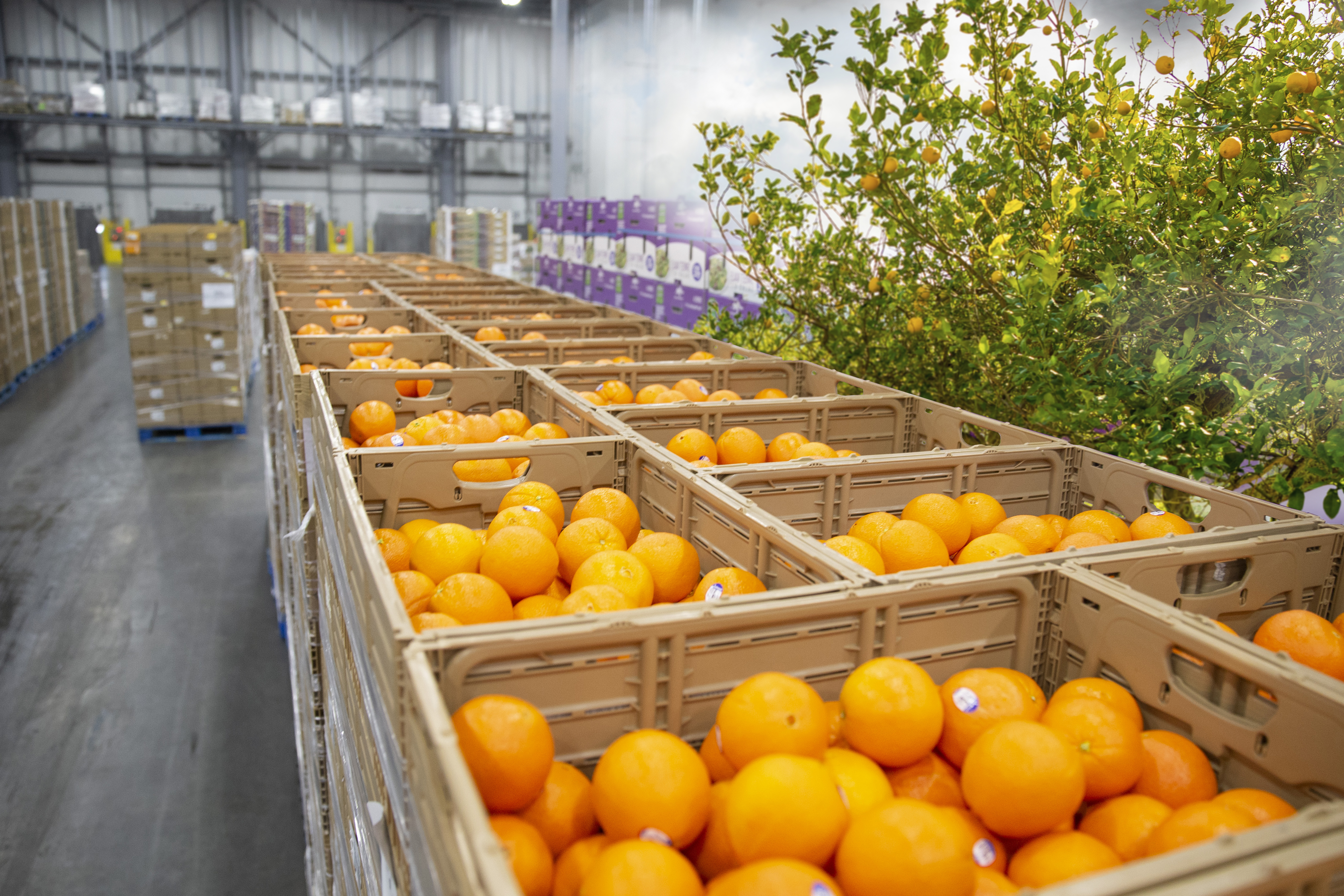 Crates full of oranges