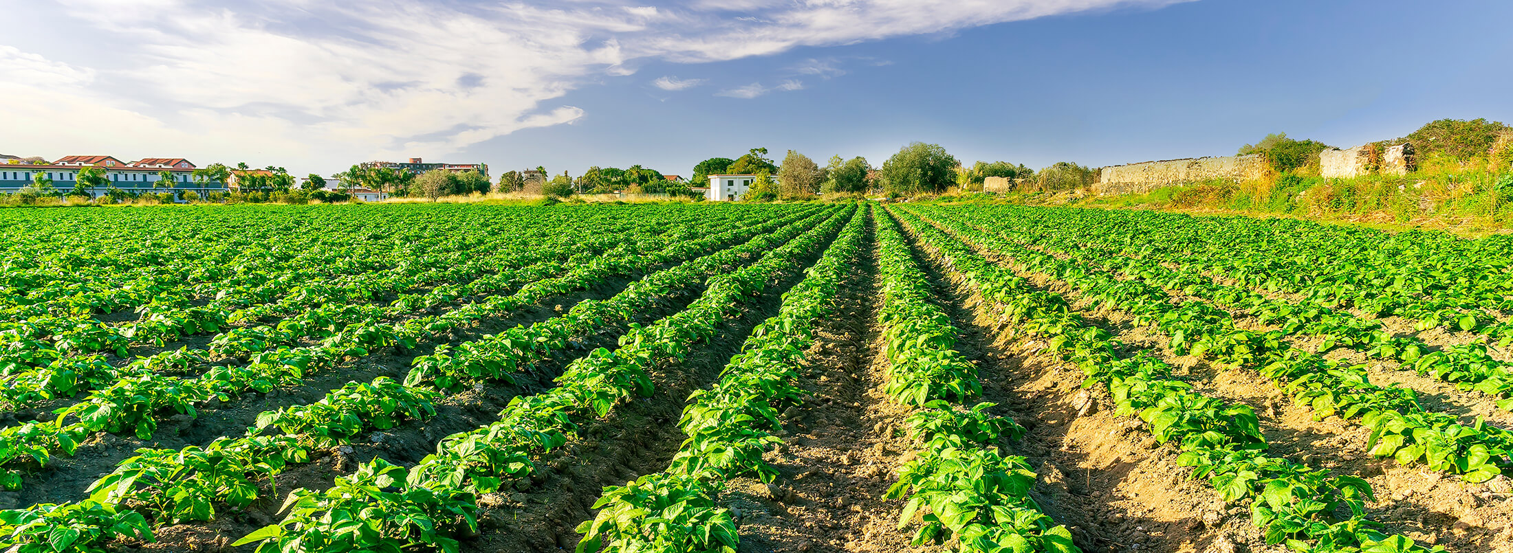 Field of vegetables ready to harvest and go to market.