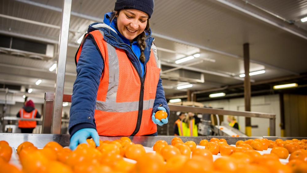 Lineage employee working with oranges